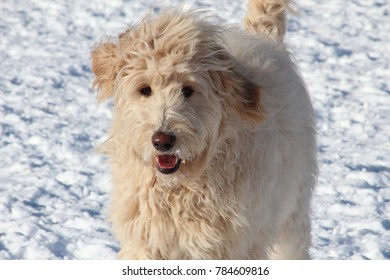 Blonde Labradoodle Snow Background