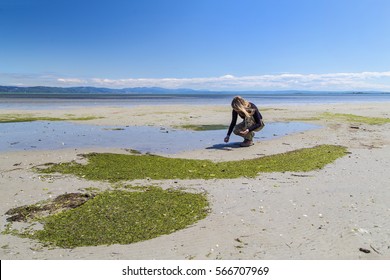 Blonde Lady Gathering Shellfish Along The Coast Of Grado, Italy