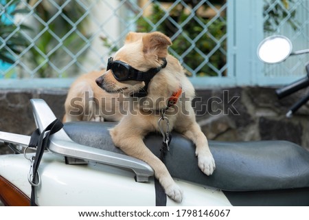 Blonde rock star dog with sunglasses sitting on a motorcycle seat enjoying the sun