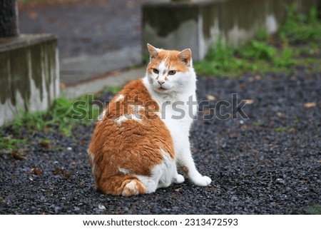 Blonde and white stray-feral cat in Park, Japan.