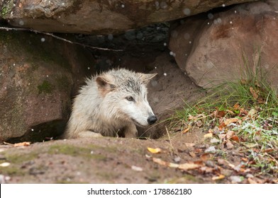 Blonde Wolf (Canis Lupus) Climbs Out Of Den - Captive Animal