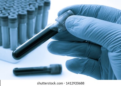 Blood analysis, clinical or medical testing and phlebotomy concept theme with close up on doctor hand wearing blue latex gloves and holding a test tube isolated on white background