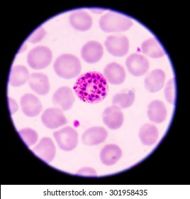 108 Plasmodium knowlesi Images, Stock Photos & Vectors | Shutterstock