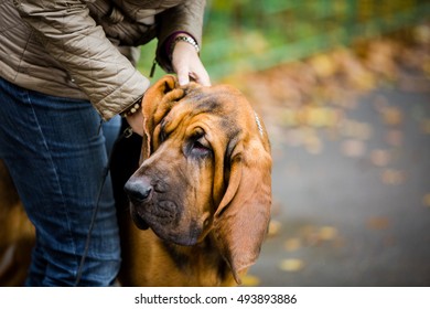 Blood Hound Dog At The Dog Show