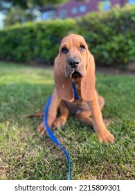 Blood Hound Puppy On A Leash