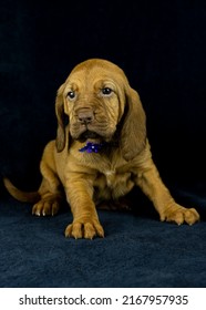 Blood Hound Puppy Portrait S