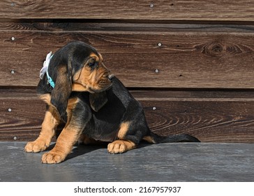 Blood Hound Puppy Portrait S