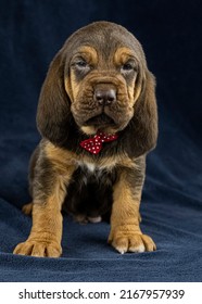 Blood Hound Puppy Portrait S