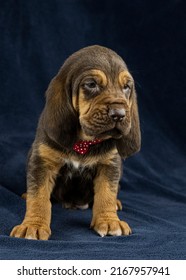 Blood Hound Puppy Portrait S