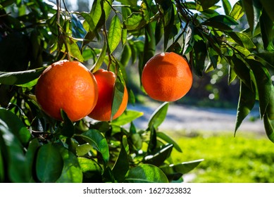 blood oranges, deep-ripe moro type blood oranges
