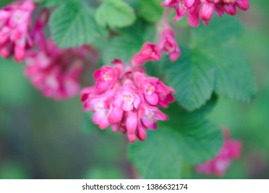 Ribes Sanguineum Red Flowering Currant Stock Photos Ribes