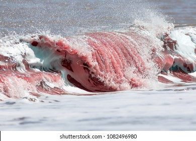 Blood Red Sea Wave. Cause Unknown. Shore Had An Older Seal Carcass From Propeller Strike (large Seal Colony On The Coast) Or Possibly Shark Attack In The Water.