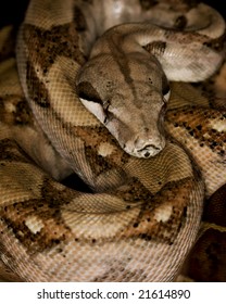 Blood Redtailed Boa B C Constrictor Stock Photo 21614890 | Shutterstock