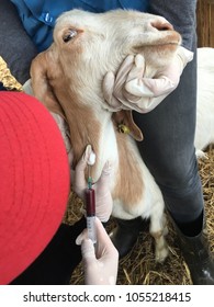 The Blood Sampling From Jugular Vein In Goat