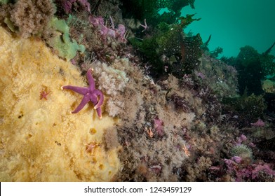 Blood Sea Star Underwater Feeding On A Marine Sponge In The St. Lawrence River