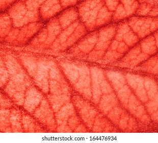 blood vessels of the brain