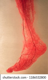 Blood Vessels Of Human Foot