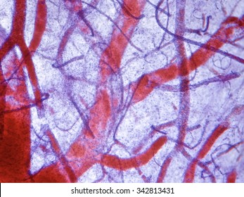 Blood vessels under microscope                                           
