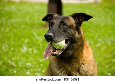 bloodhound - Shutterstock ID 109456091