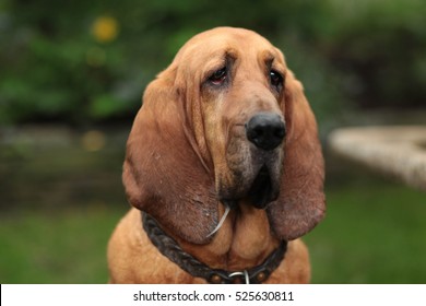 Bloodhound