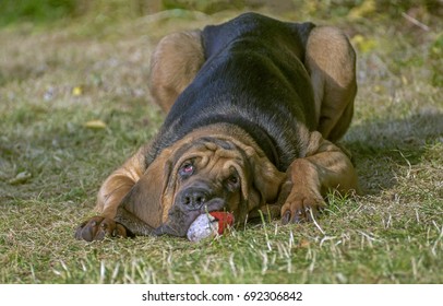 Bloodhound