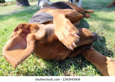 Bloodhound Being Silly And Shy Infront Of The Lens. Dog Covering Her Eyes. Photo Taken Outside