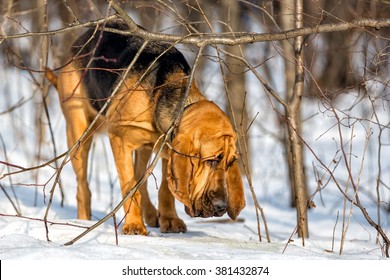 Bloodhound Dog