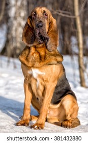 Bloodhound Dog