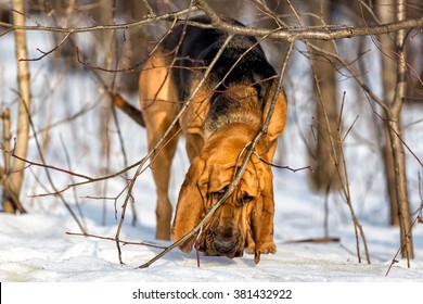 Bloodhound Dog