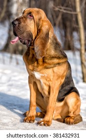 Bloodhound Dog