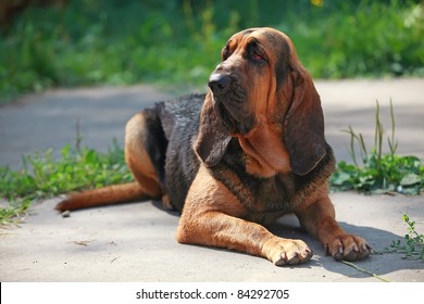 Bloodhound Dog