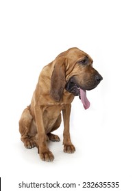 Bloodhound Dog On White Background, Bloodhound Dog