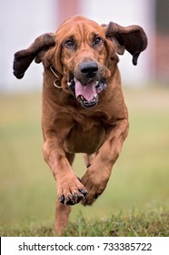 Bloodhound Dog Running