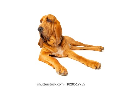 Bloodhound In Front Of A White Background