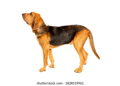 Bloodhound In Front Of A White Background