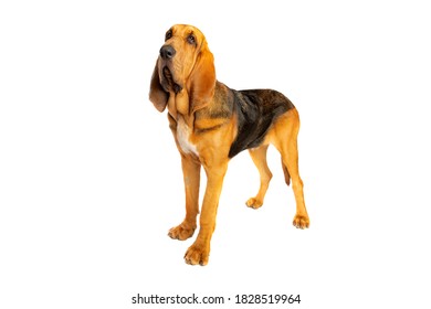 Bloodhound In Front Of A White Background