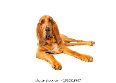 Bloodhound In Front Of A White Background