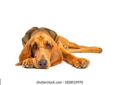 Bloodhound In Front Of A White Background