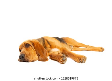 Bloodhound In Front Of A White Background