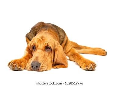 Bloodhound In Front Of A White Background