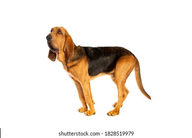 Bloodhound In Front Of A White Background