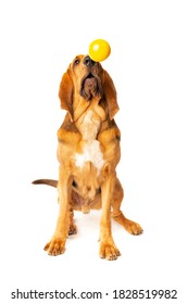 Bloodhound In Front Of A White Background