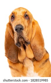 Bloodhound In Front Of A White Background