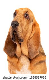 Bloodhound In Front Of A White Background