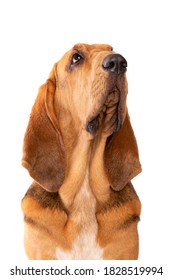 Bloodhound In Front Of A White Background