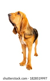 Bloodhound In Front Of A White Background