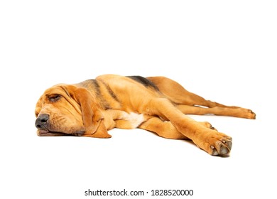 Bloodhound In Front Of A White Background