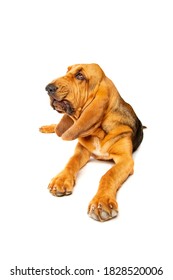 Bloodhound In Front Of A White Background