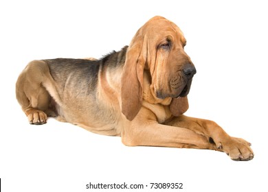 Bloodhound In Front Of A White Background