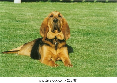 Bloodhound Lying On Grass Stock Photo 225784 | Shutterstock